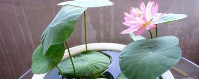 碗莲种子怎么发芽快 碗莲水培种植详细教程