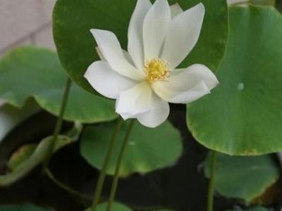 碗莲种子怎么发芽快