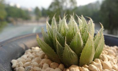 水晶多肉怎么养长得好 水晶掌的养殖方法讲解