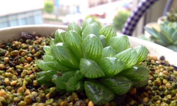 水晶多肉怎么养长得好