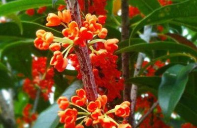 红花丹桂是什么品种的花 红桂花和黄桂花的区别