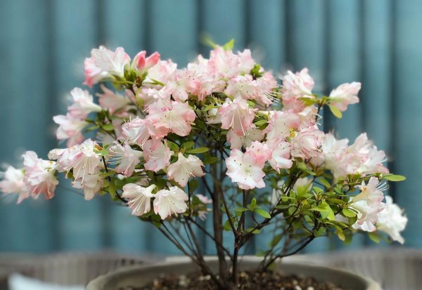 杜鹃花图片及品种介绍