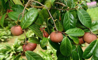 油茶种子怎么种植方法 野生油茶裸根移栽经验