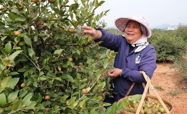 油茶种子怎么种植方法