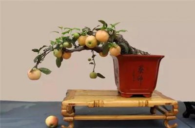 冬红果修剪时间和方法 分享冬红果盆景花果繁密的方法