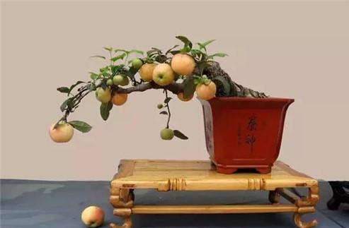 冬红果修剪时间和方法