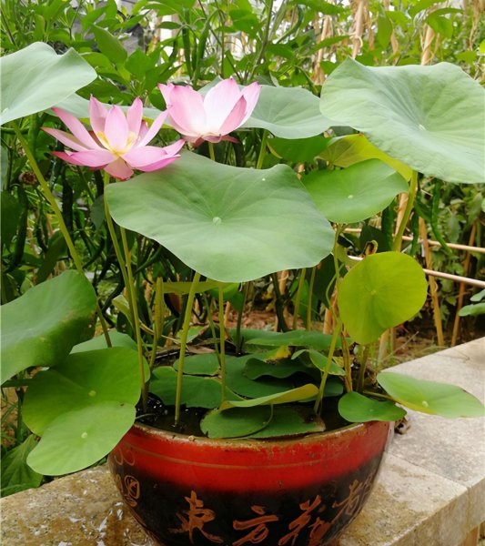 家养水生植物有哪些种类