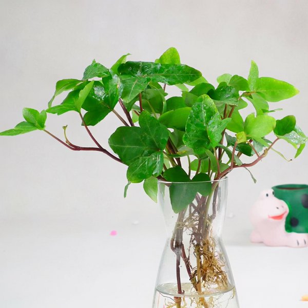 家养水生植物有哪些种类