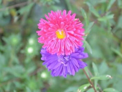 翠菊的养殖方法和技术