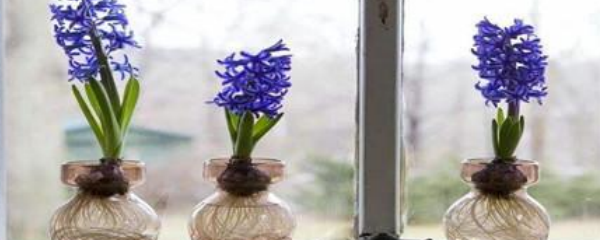 风信子种植方法水培怎么养