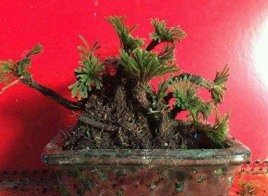 卷柏盆景在家能不能养