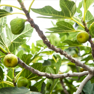 无花果几月份嫁接最好 无花果嫁接时间和方法