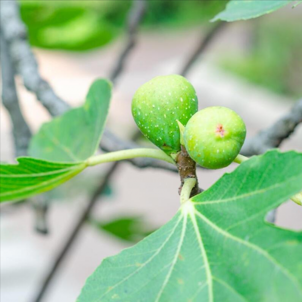 无花果几月份嫁接最好