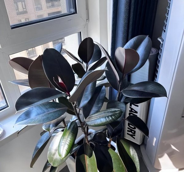 小叶绿植名称及图片欣赏