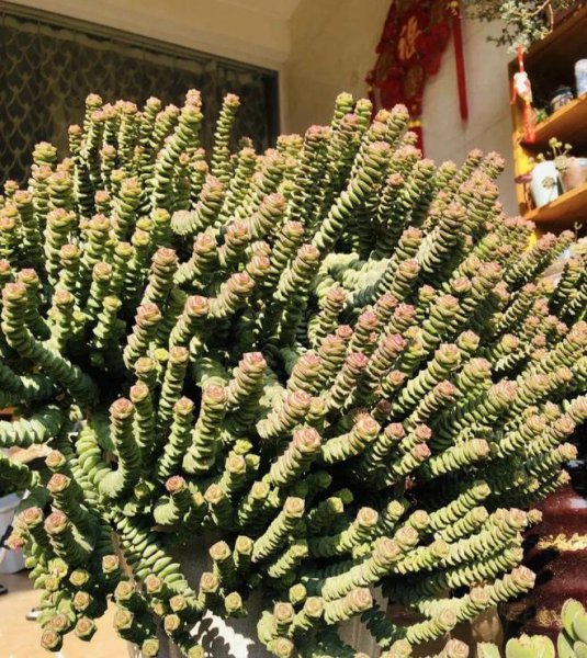 小叶绿植名称及图片欣赏