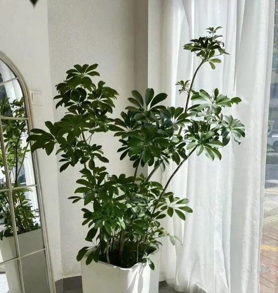 小叶绿植名称及图片欣赏