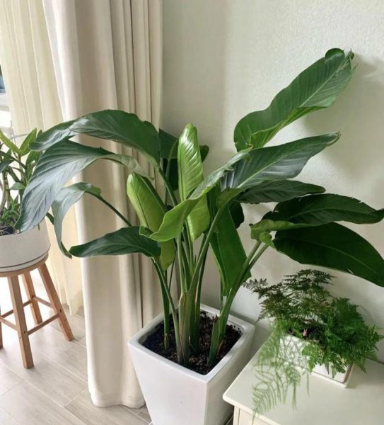 小叶绿植名称及图片欣赏