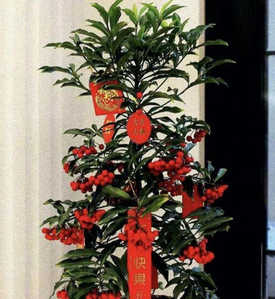 小叶绿植名称及图片欣赏
