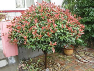 高杆红叶石楠的种植方法 红叶石楠种植最佳时间