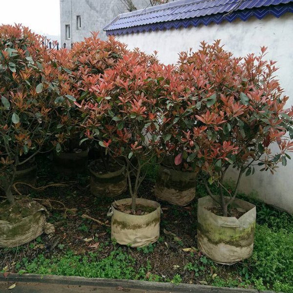 高杆红叶石楠的种植方法