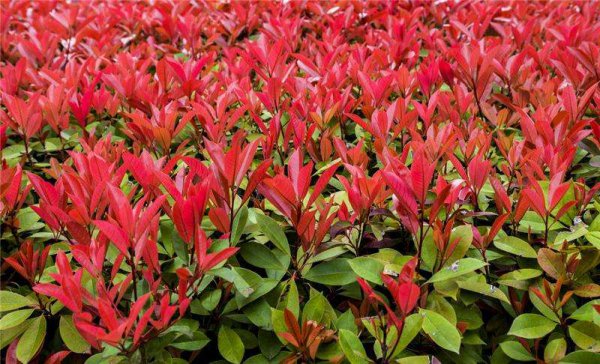 高杆红叶石楠的种植方法