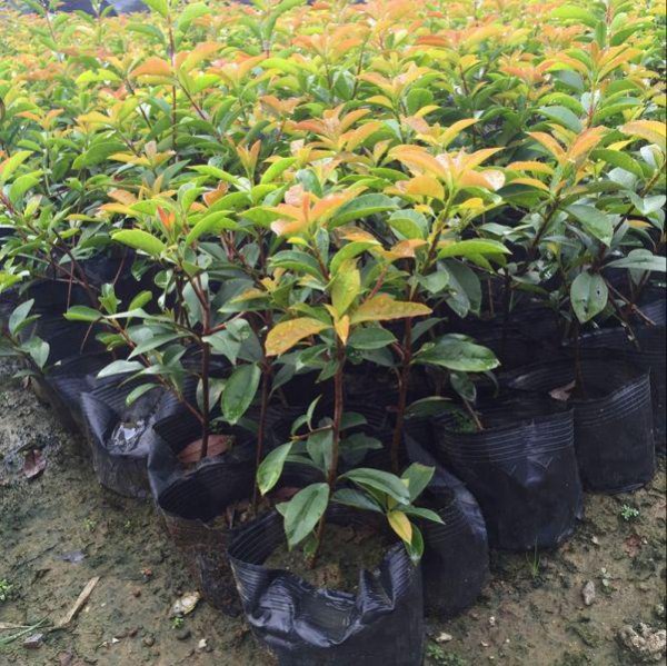 高杆红叶石楠的种植方法