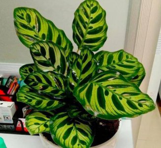 孔雀竹芋怎么养才能更旺盛 教你孔雀竹芋浇水的正确方法
