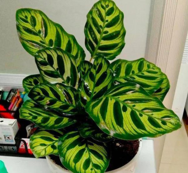 孔雀竹芋怎么养才能更旺盛