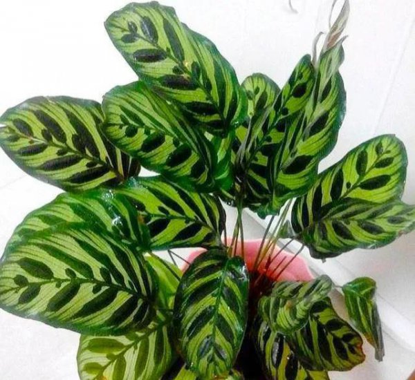 孔雀竹芋怎么养才能更旺盛