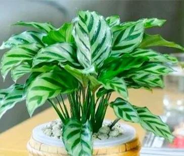 孔雀竹芋怎么养才能更旺盛