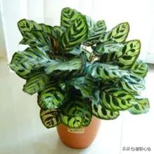 孔雀竹芋怎么养才能更旺盛