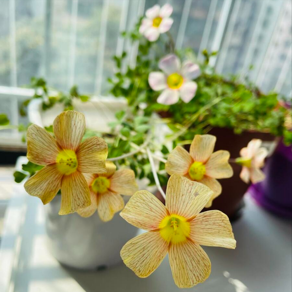 酢浆草种子多久发芽