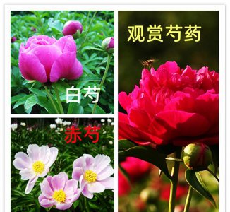 芍药花几月份移栽最好活 大门口两边最旺宅的植物盆栽