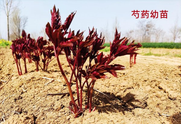 芍药花几月份移栽最好活