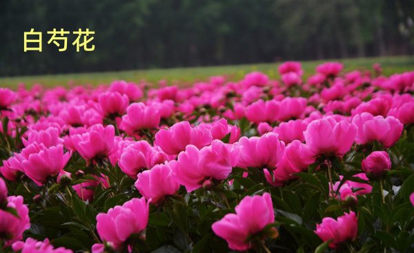 芍药花几月份移栽最好活
