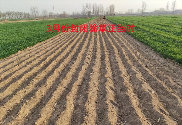 芍药花几月份移栽最好活