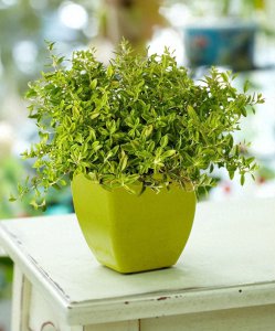 百里香怎么养护 关于百里香种植方法