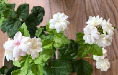 茉莉花用什么肥最好养 关于茉莉花最简单施肥方法