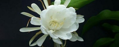 昙花的修剪方法图解 关于昙花叶子太长修剪方法