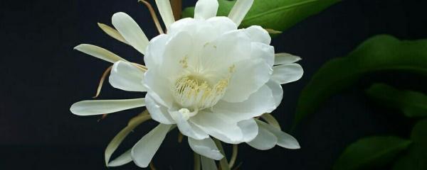 昙花的修剪方法图解