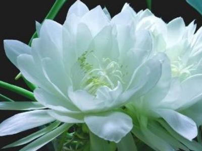 昙花的修剪方法图解
