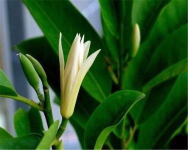 白兰花施什么肥料最好 关于白兰花浇水的正确方法