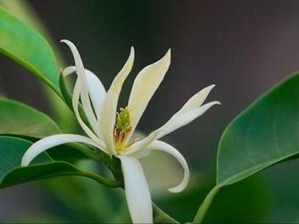 白兰花施什么肥料最好