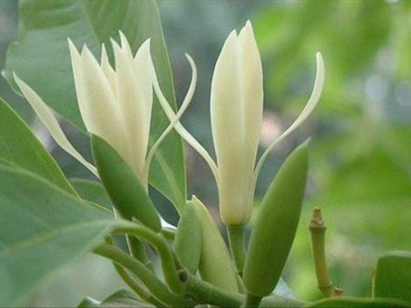 白兰花施什么肥料最好