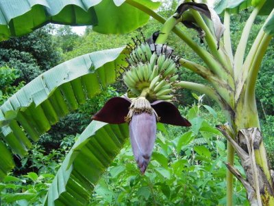 芭蕉树适合种在哪里风水好 介绍芭蕉树的吉祥寓意