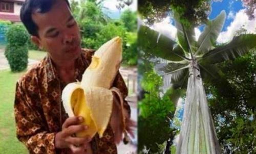 芭蕉树适合种在哪里风水好