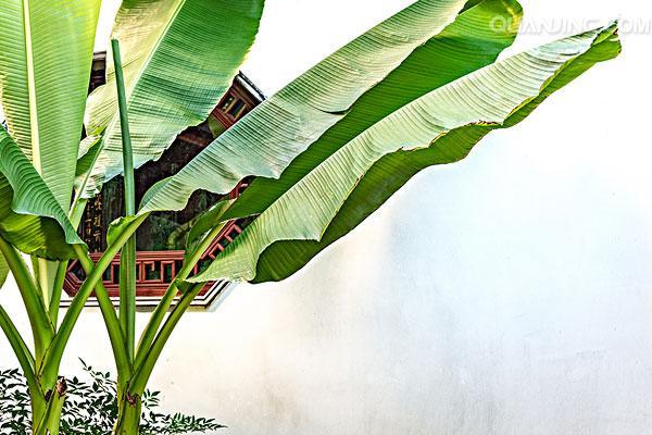 芭蕉树适合种在哪里风水好