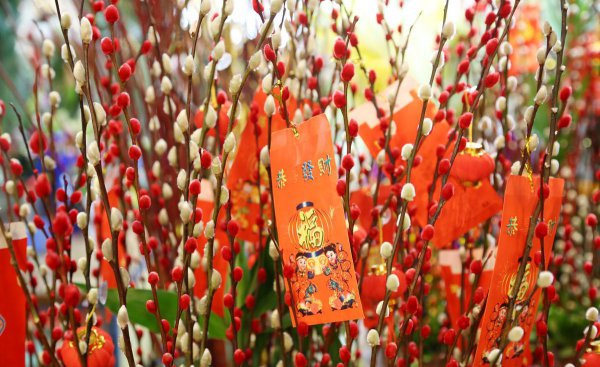 银柳的花语和寓意