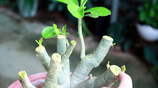 沙漠玫瑰怎么修剪和管理