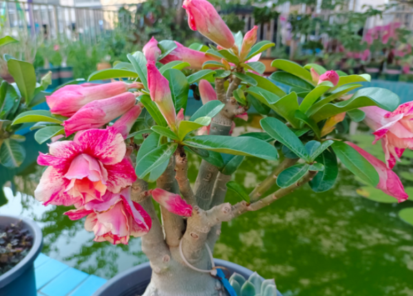 沙漠玫瑰怎么修剪和管理
